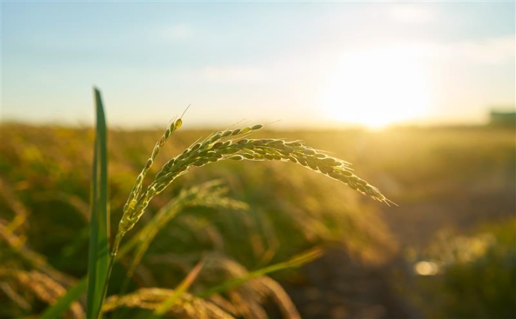 detail-rice-plant-sunset-valencia-with-plantation-out-focus-rice-grains-plant-seed