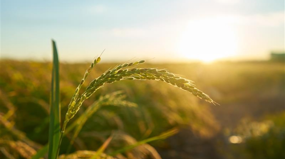 detail-rice-plant-sunset-valencia-with-plantation-out-focus-rice-grains-plant-seed