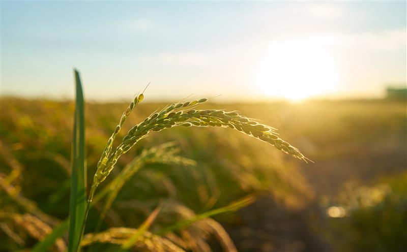 detail-rice-plant-sunset-valencia-with-plantation-out-focus-rice-grains-plant-seed